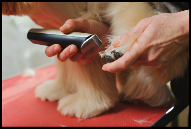 what equipment do you need for dog grooming