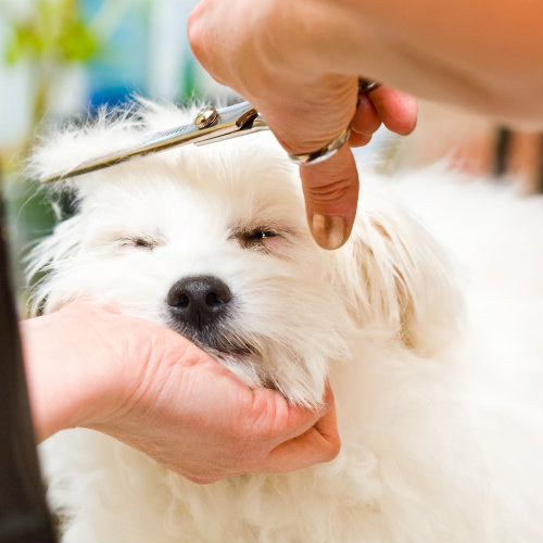 Dog getting hair cut with dog grooming scissors