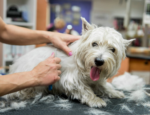 dog on a grooming table