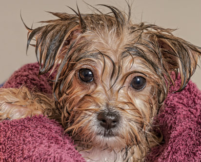 wet dog in towel