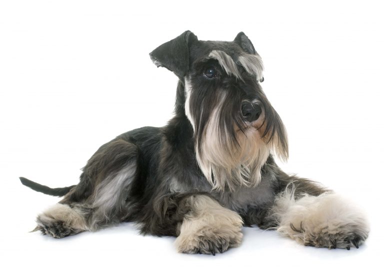 Miniature Schnauzer Grooming DIY Dog Grooming Help   AdobeStock 111092954 1 Min 768x534 