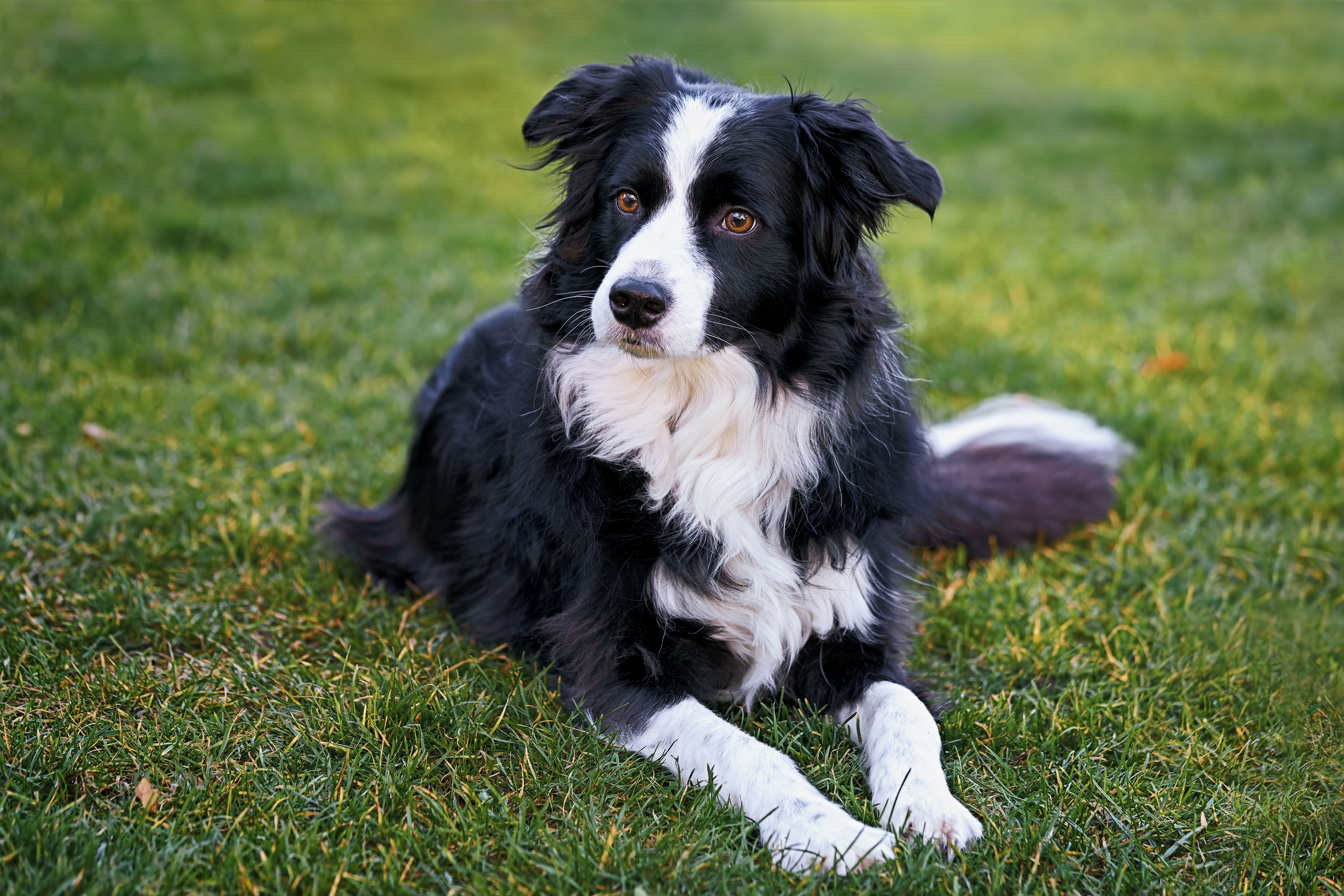 Border Collie Grooming 