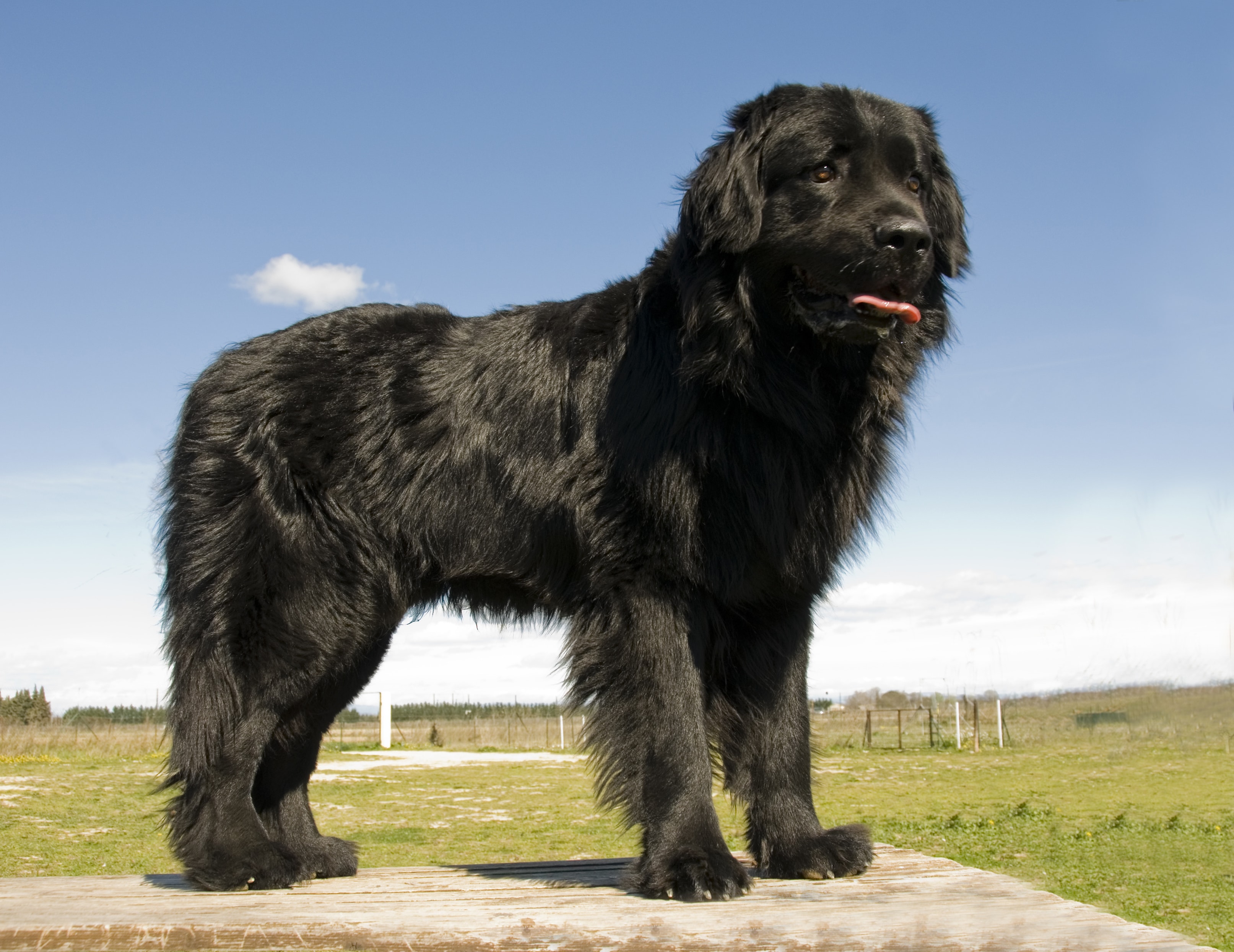 Newfoundland Grooming Guide
