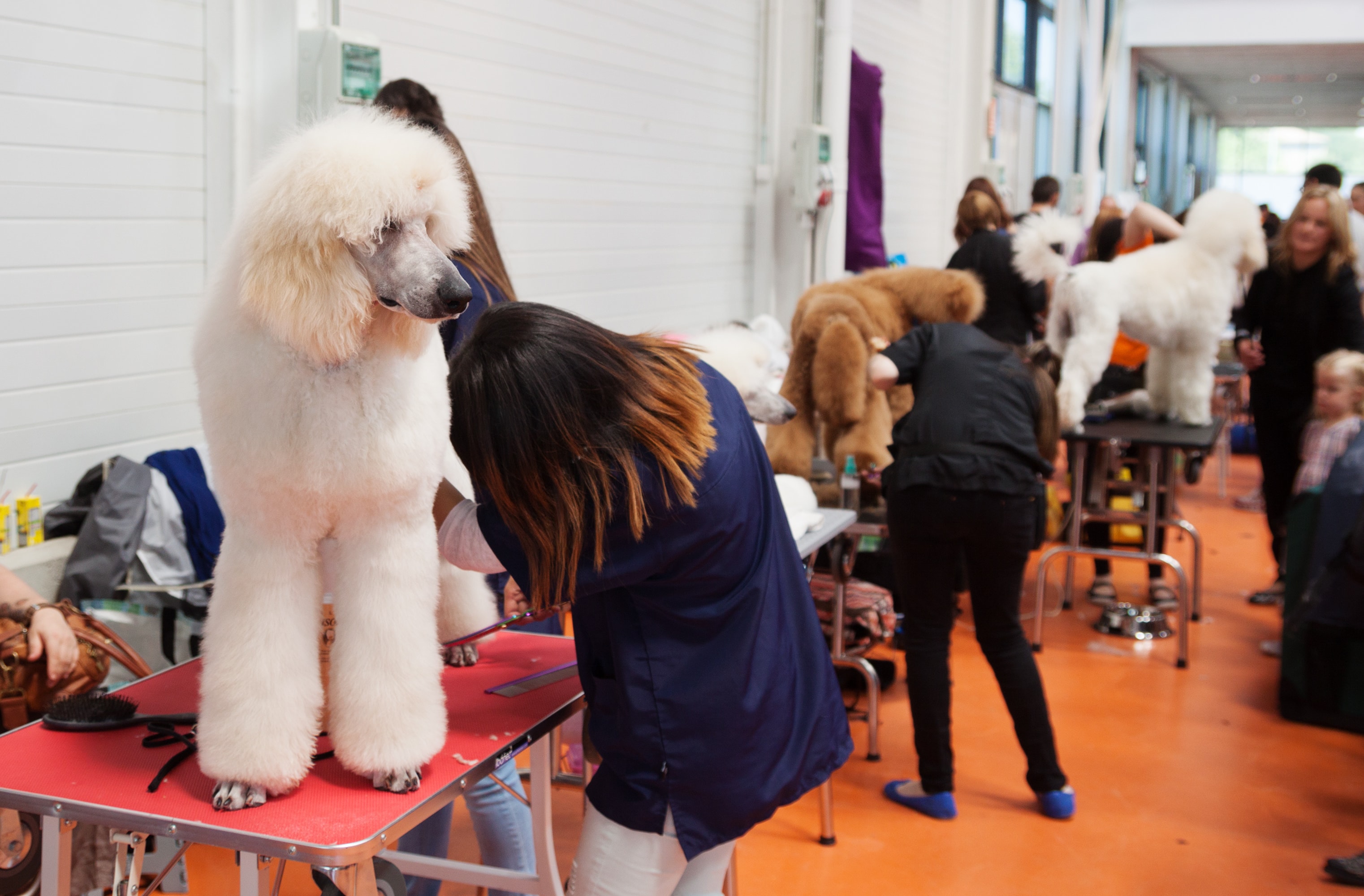 poodle grooming comb