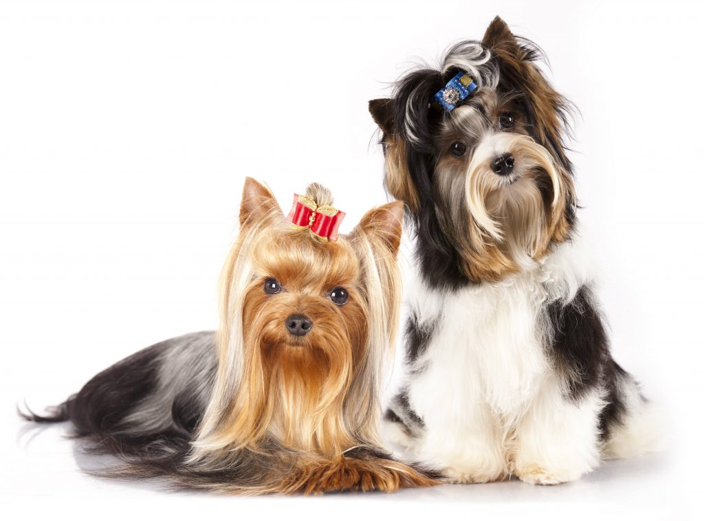 Yorkshire Terrier grooming - everything you need to know | DIY Dog ...