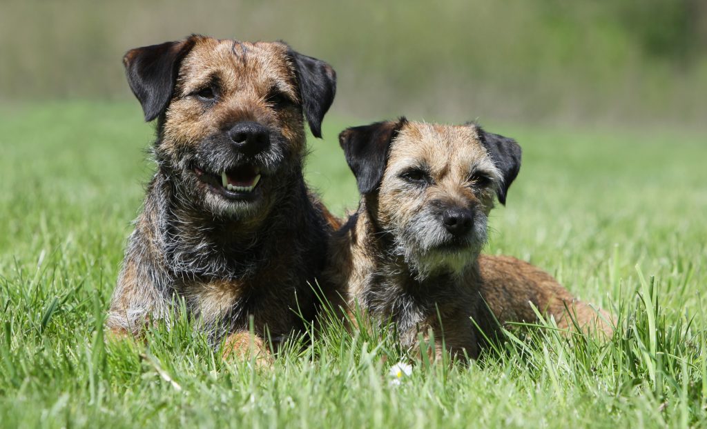 Beautiful border terriers relaxing in the sun