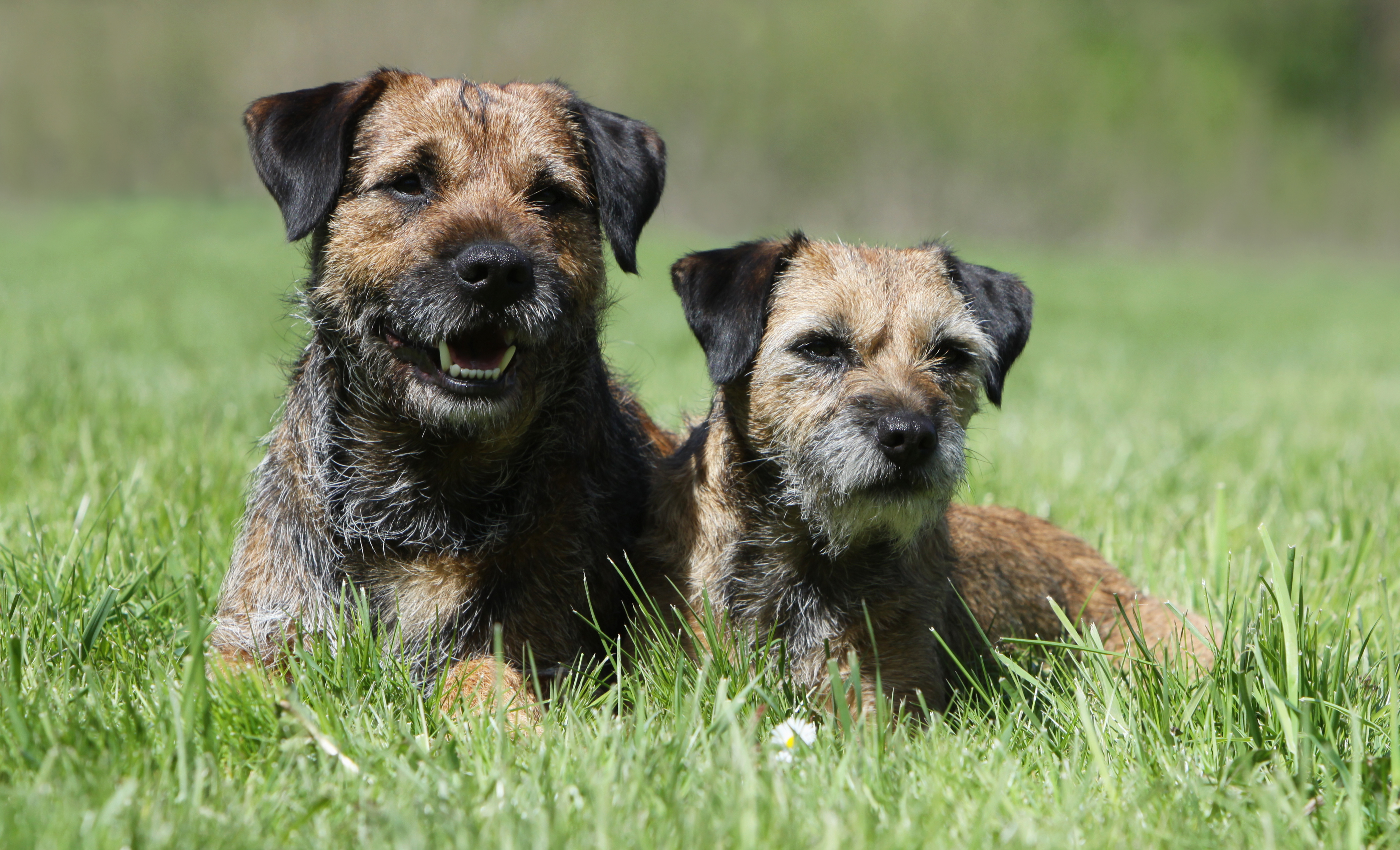 Hand stripping tool for border clearance terrier